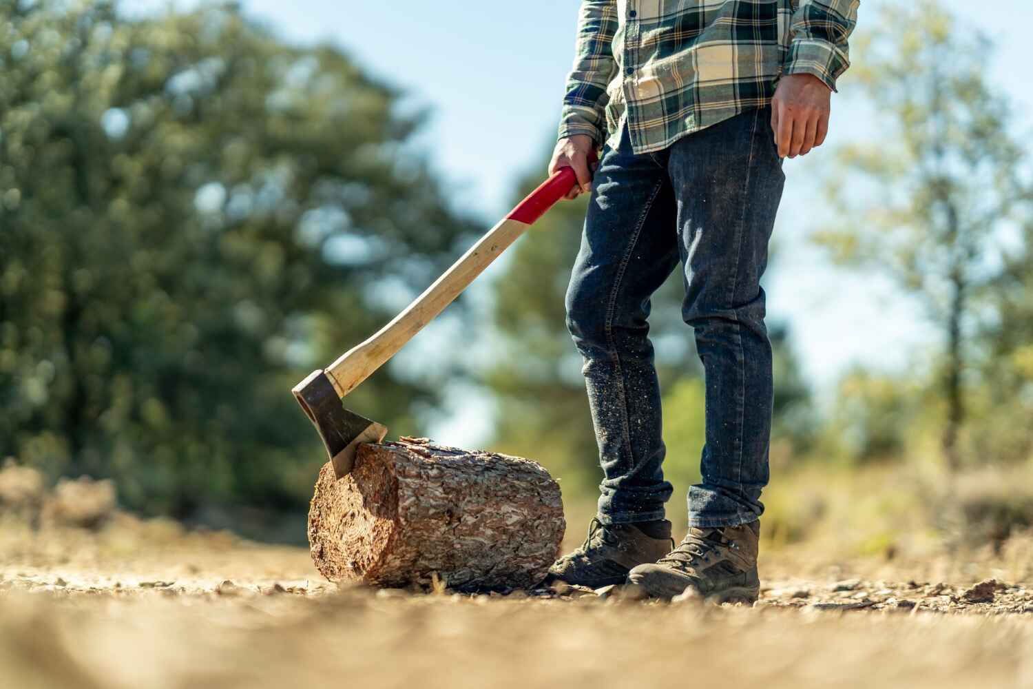 The Steps Involved in Our Tree Care Process in Edgemere, MD